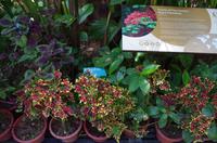 0358 Südostasien Auswahl 2017