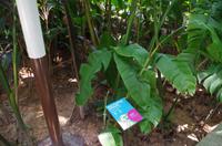 0359 Südostasien Auswahl 2017