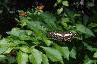 0363 Südostasien Auswahl 2017