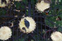 0373 Südostasien Auswahl 2017