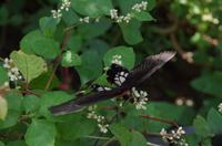 0374 Südostasien Auswahl 2017