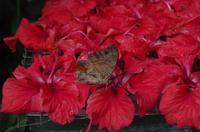 0472 Südostasien Auswahl 2017