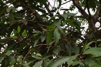 0729 Südostasien Auswahl 2017