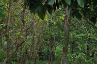 0736 Südostasien Auswahl 2017