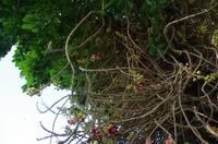 0799 Südostasien Auswahl 2017