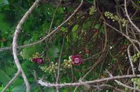 0800 Südostasien Auswahl 2017