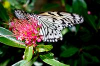 Penang Ausflug - Schmetterlingsfarm