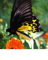 Penang Ausflug - Schmetterlingsfarm