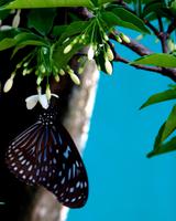 Penang Ausflug - Schmetterlingsfarm