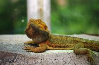 Penang Ausflug - Schmetterlingsfarm