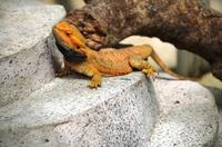 Penang Ausflug - Schmetterlingsfarm