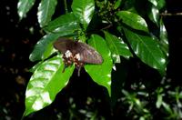 Penang Ausflug - Schmetterlingsfarm