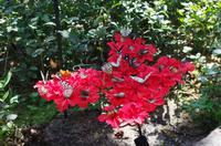 Penang Ausflug - Schmetterlingsfarm