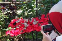 Penang Ausflug - Schmetterlingsfarm