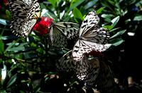 Penang Ausflug - Schmetterlingsfarm