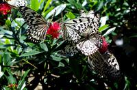 Penang Ausflug - Schmetterlingsfarm