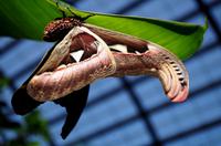 Penang Ausflug - Schmetterlingsfarm