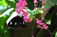 Penang Ausflug - Schmetterlingsfarm