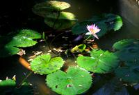 Penang Ausflug - Schmetterlingsfarm