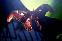 Penang Ausflug - Schmetterlingsfarm