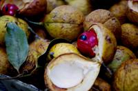 Penang Ausflug - Muskatnuss