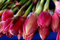 Penang Ausflug - Blumen