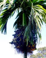 Penang Ausflug - Betelnusspalme mit Früchten