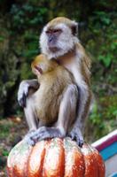 Ausflug Kuala Lumpur - Batu Höhlen