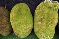 Ausflug Kuala Lumpur - Jackfrucht