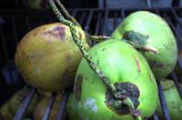 Ausflug Kuala Lumpur - Kokosnuss