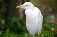 Kuala Lumpur Bird & Orchideen Park - Kuhreiher