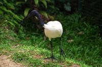 Kuala Lumpur Bird & Orchideen Park - Ibis