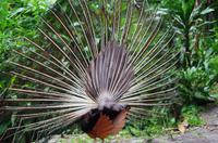 Kuala Lumpur Bird & Orchideen Park - Pfau von hinten