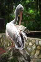 Kuala Lumpur Bird & Orchideen Park - junger Pelikan