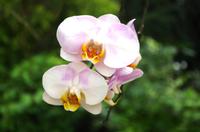 Kuala Lumpur Bird & Orchideen Park