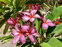 Frangipani