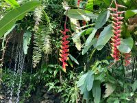 Tropischer Schmetterlingsgarten