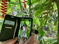 Schetterlinge fotografiert mit Bordkarte allzeit bereit