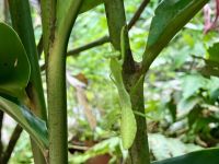 Das Maennchen wurde gerade verspiesen