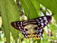 Tuepflet und Gstrichlet