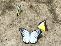 aussen gelb innen blau