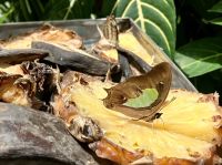 Der isst am liebsten Ananas