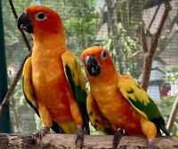 Schau, Besucher aus Deutschland