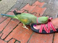 Mmmh, Deutsche Sandalen