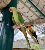 Hallo, ich kann auch deutsch