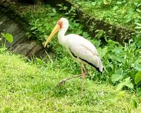 Wo sind denn da die Fische?