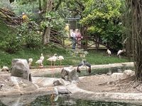 Liebesgesang zwischen den Flamingos
