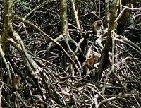 Suchbild…..3 Aeffchen