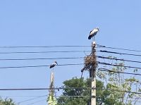 Stoerche in der Stadt