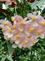 Herrliche Pflanzenwelt